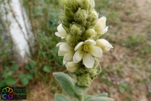 verbascum thapsus (1) (1200 x 800).jpg_product_product_product_product_product_product_product_product